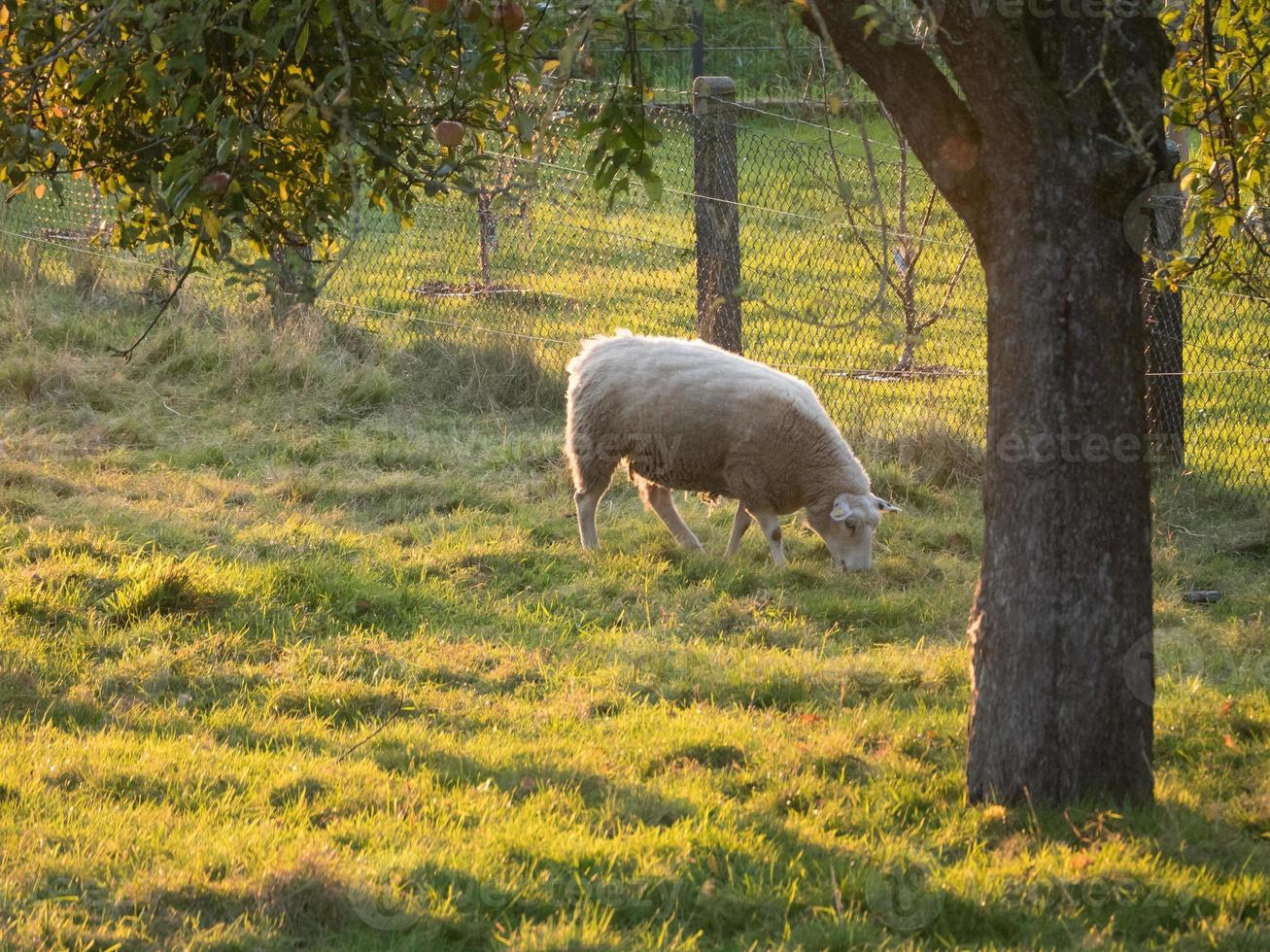 sheeps in westphalia photo