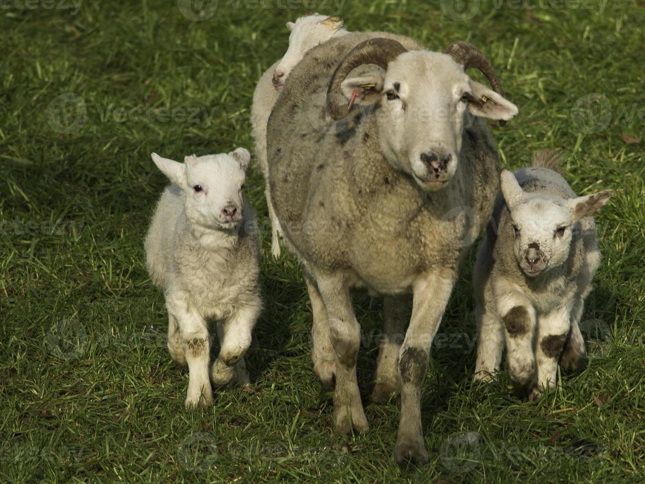 lambs and sheeps in westphalia photo