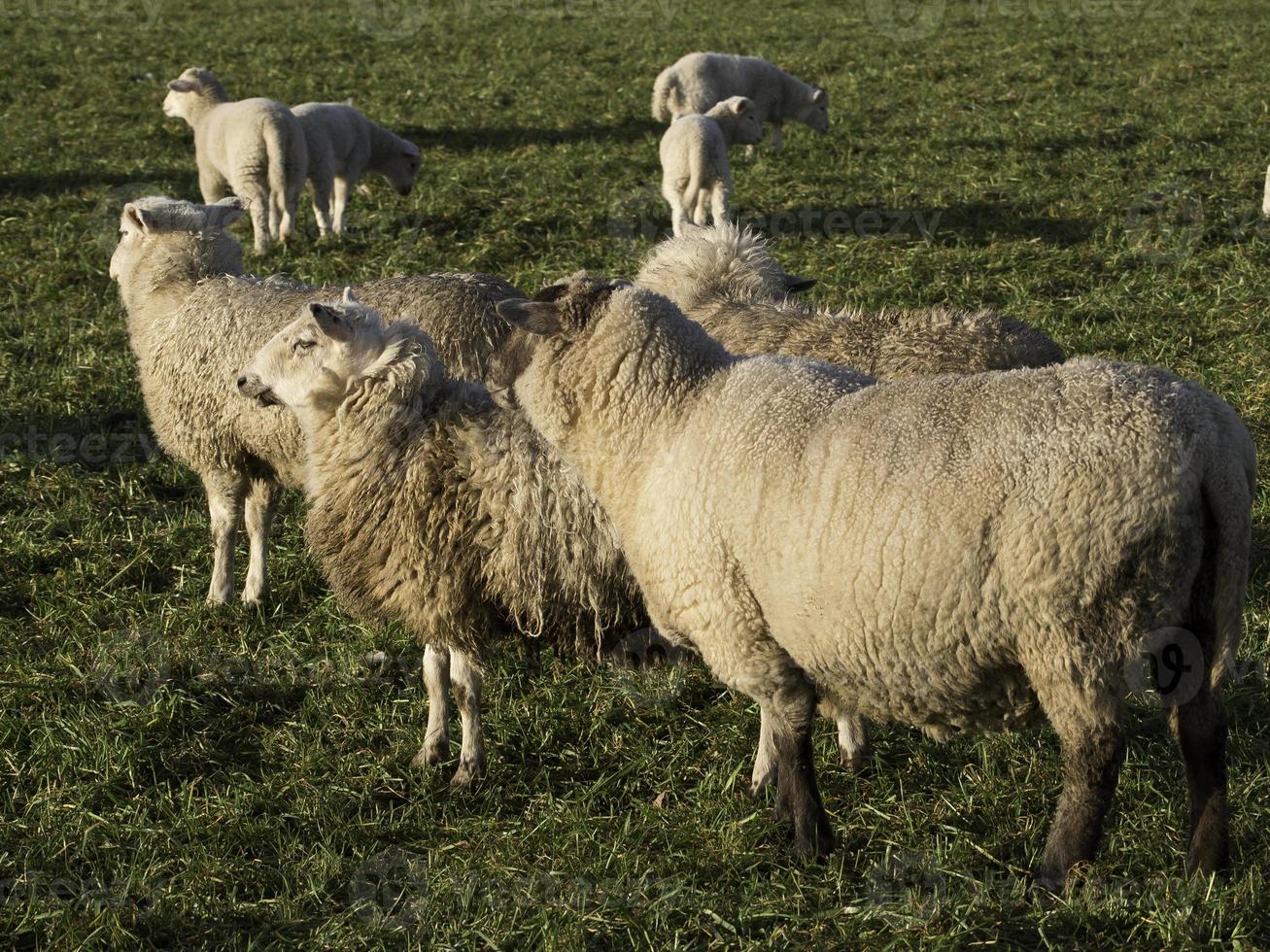 many sheeps in westphalia photo