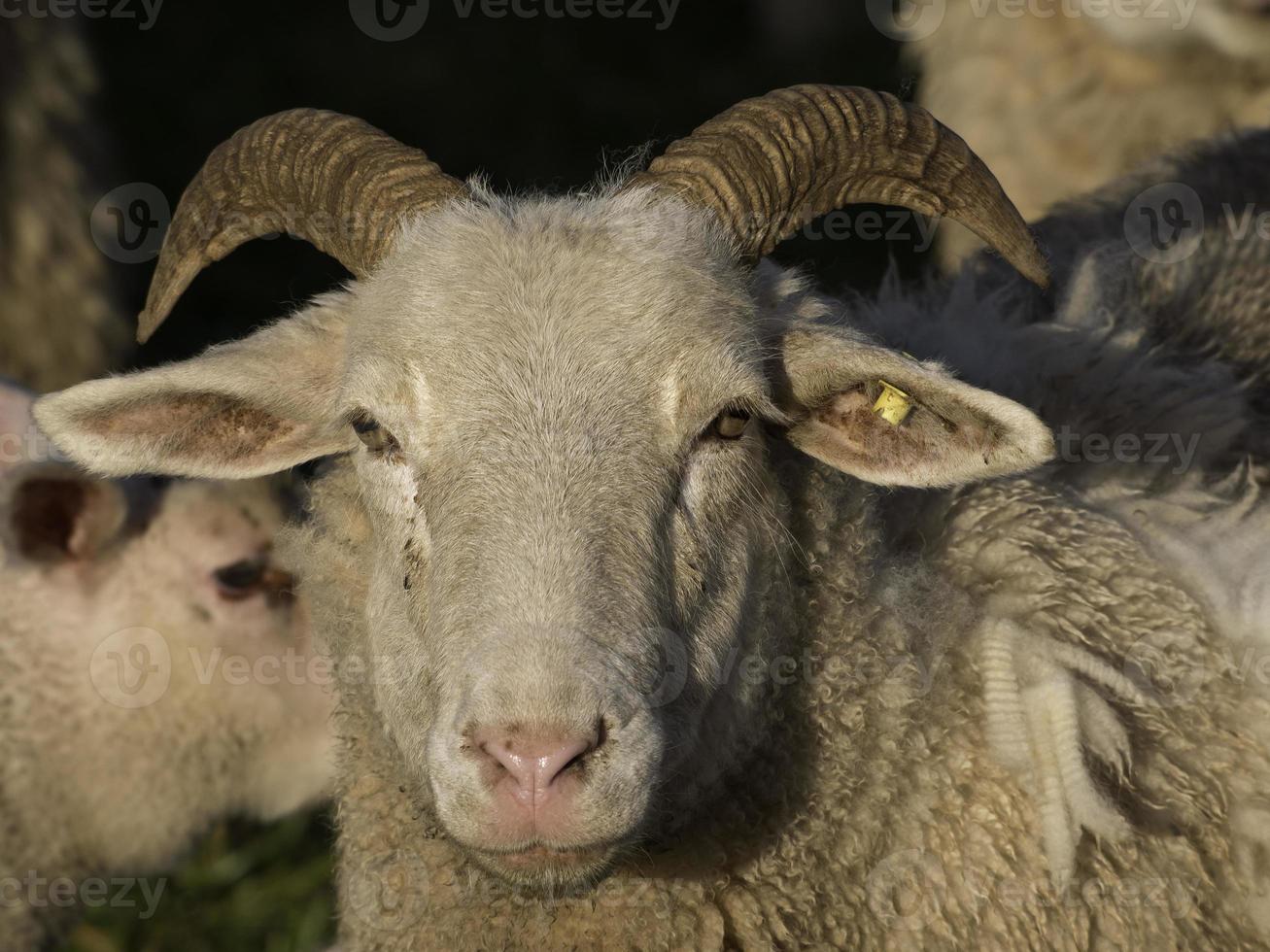 Sheeps on a Meadow in germany photo