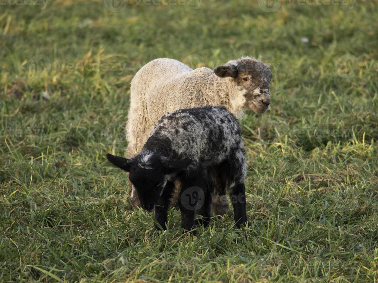 sheeps on a meadow in germany photo