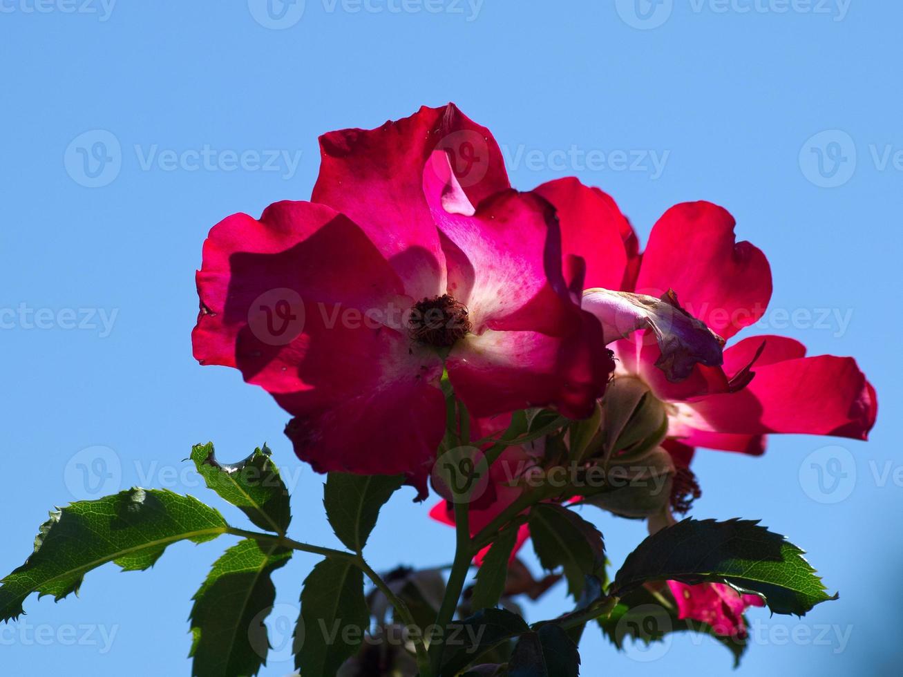 flowers in the garden photo