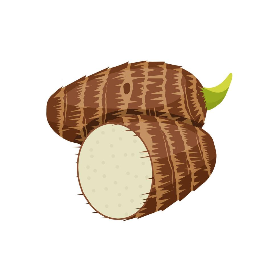 Vector illustration of taro or Colocasia esculenta, isolated on white background.