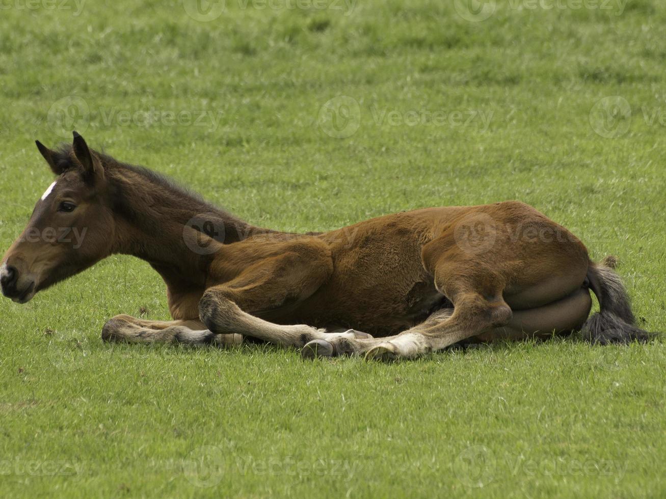 cute foals and horses photo