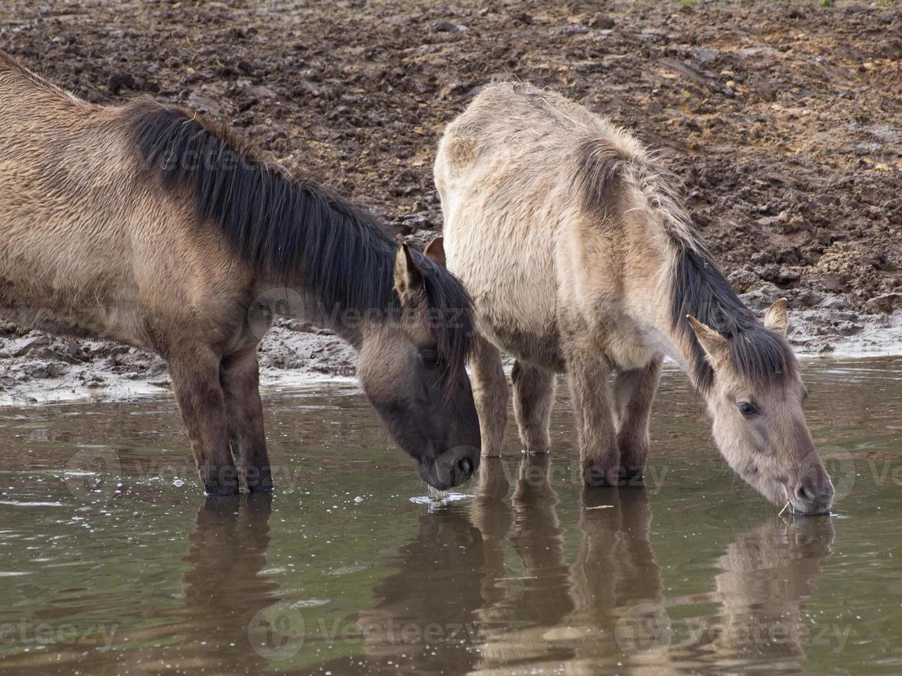 wild horses in westphalia photo