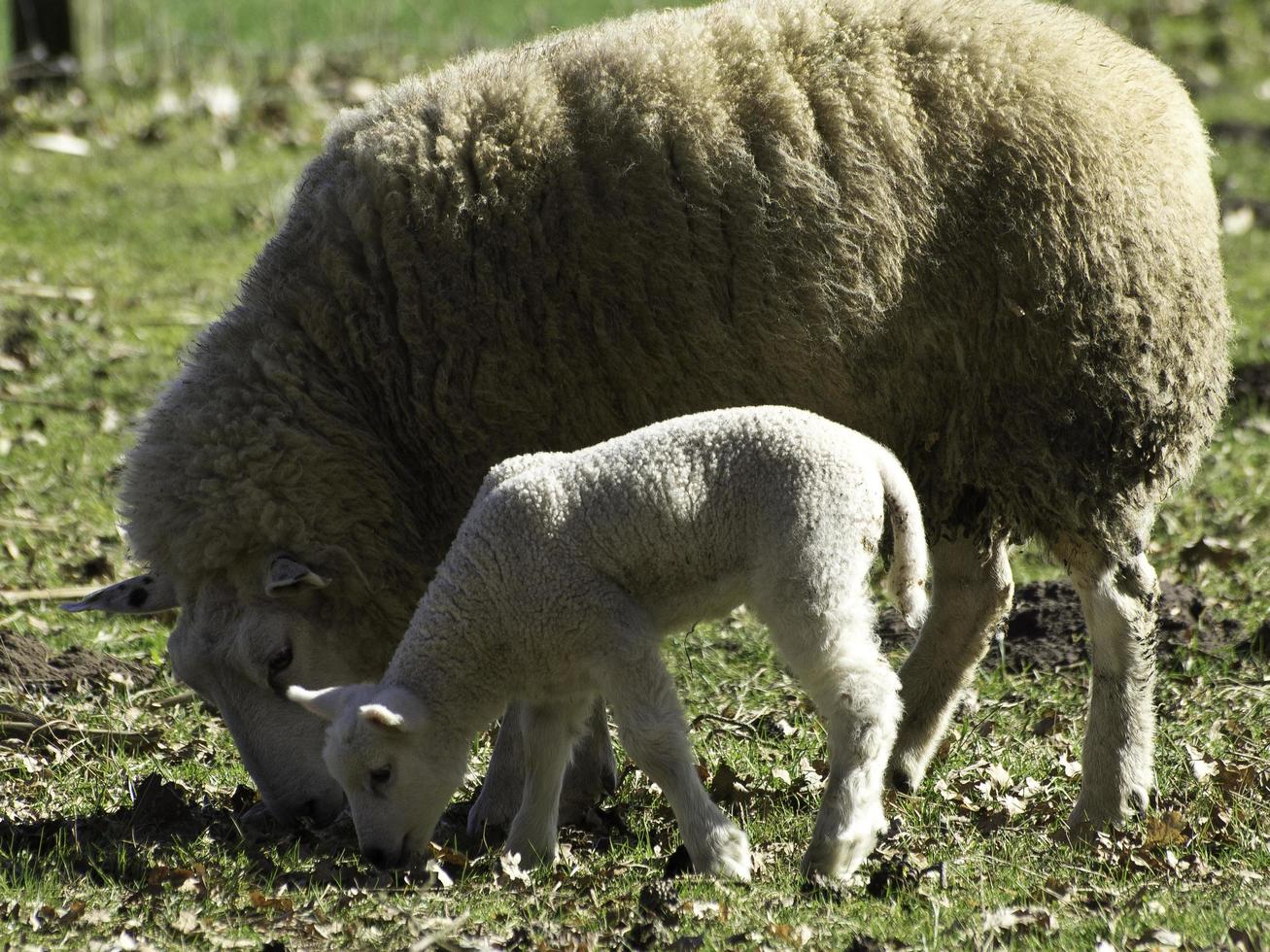 ovejas en un campo en westfalia foto