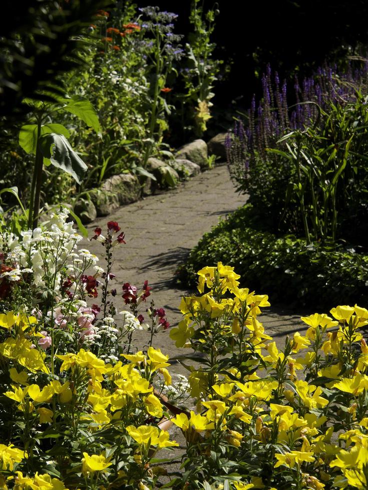 summer time in the garden photo