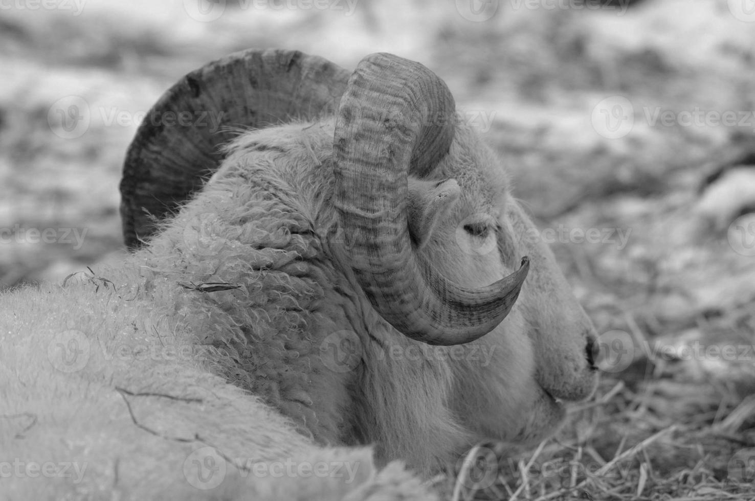 sheeps on a meadow photo