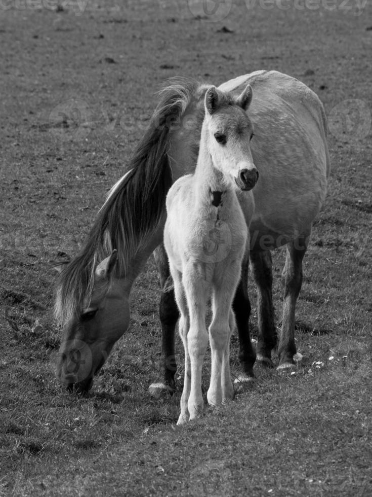 wild horses in germany photo