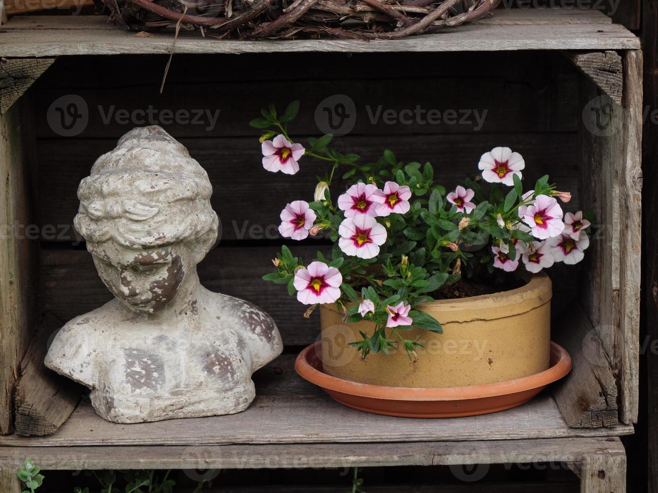 bleeding flowers in a german garden photo