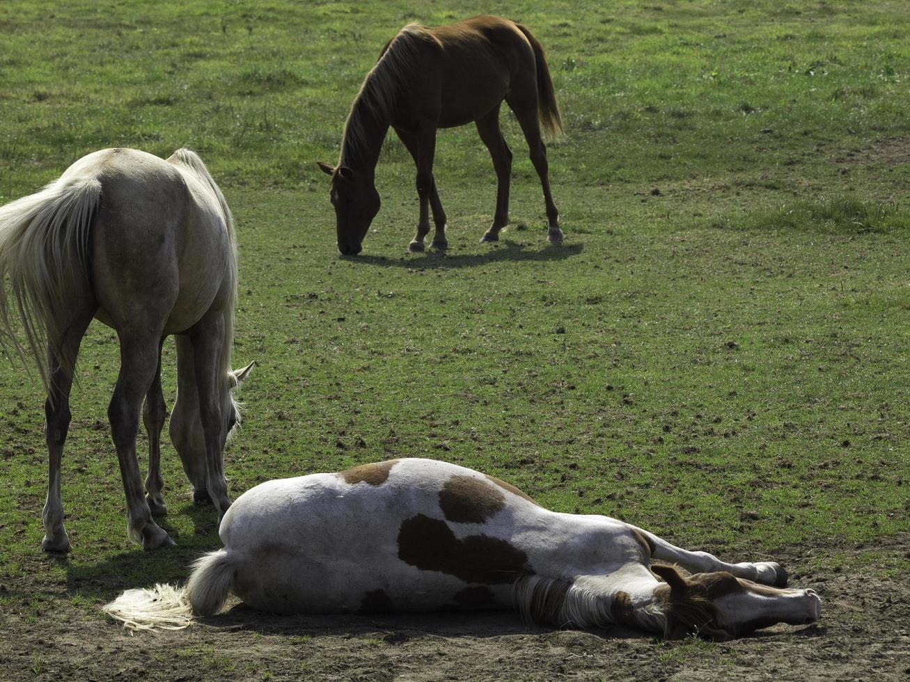 Horses and foals in germany photo