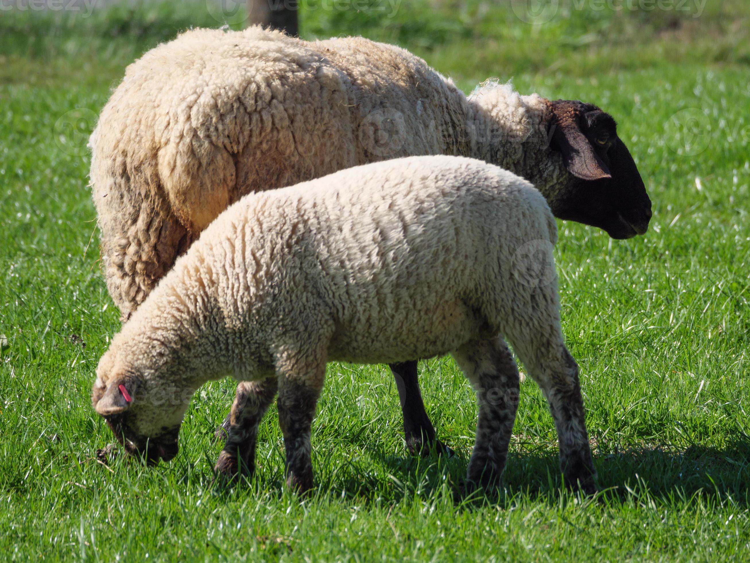 shheps and lambs in germany 10906580 Stock Photo at Vecteezy