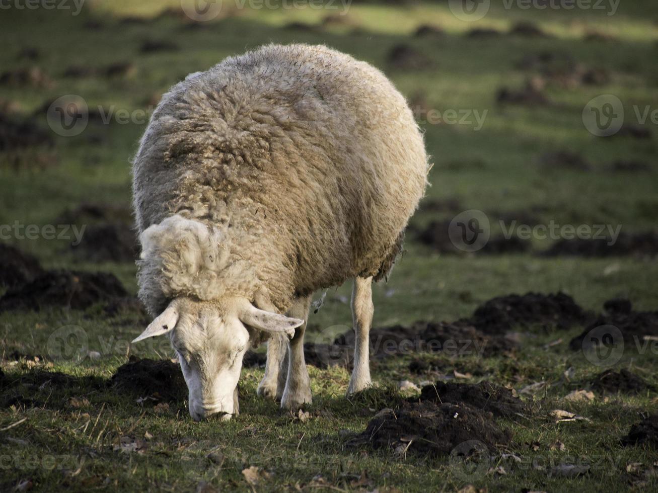 sheep herd in germany 10906581 Stock Photo at Vecteezy