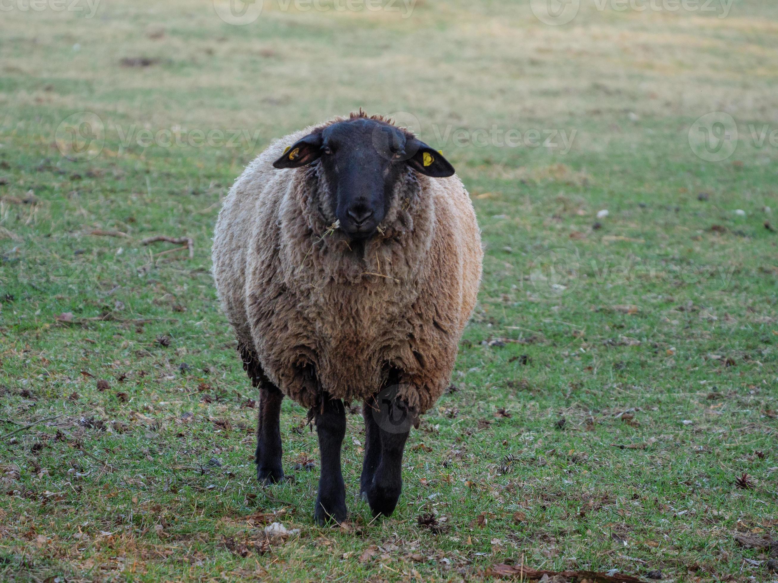 shheps and lambs in germany 10906582 Stock Photo at Vecteezy