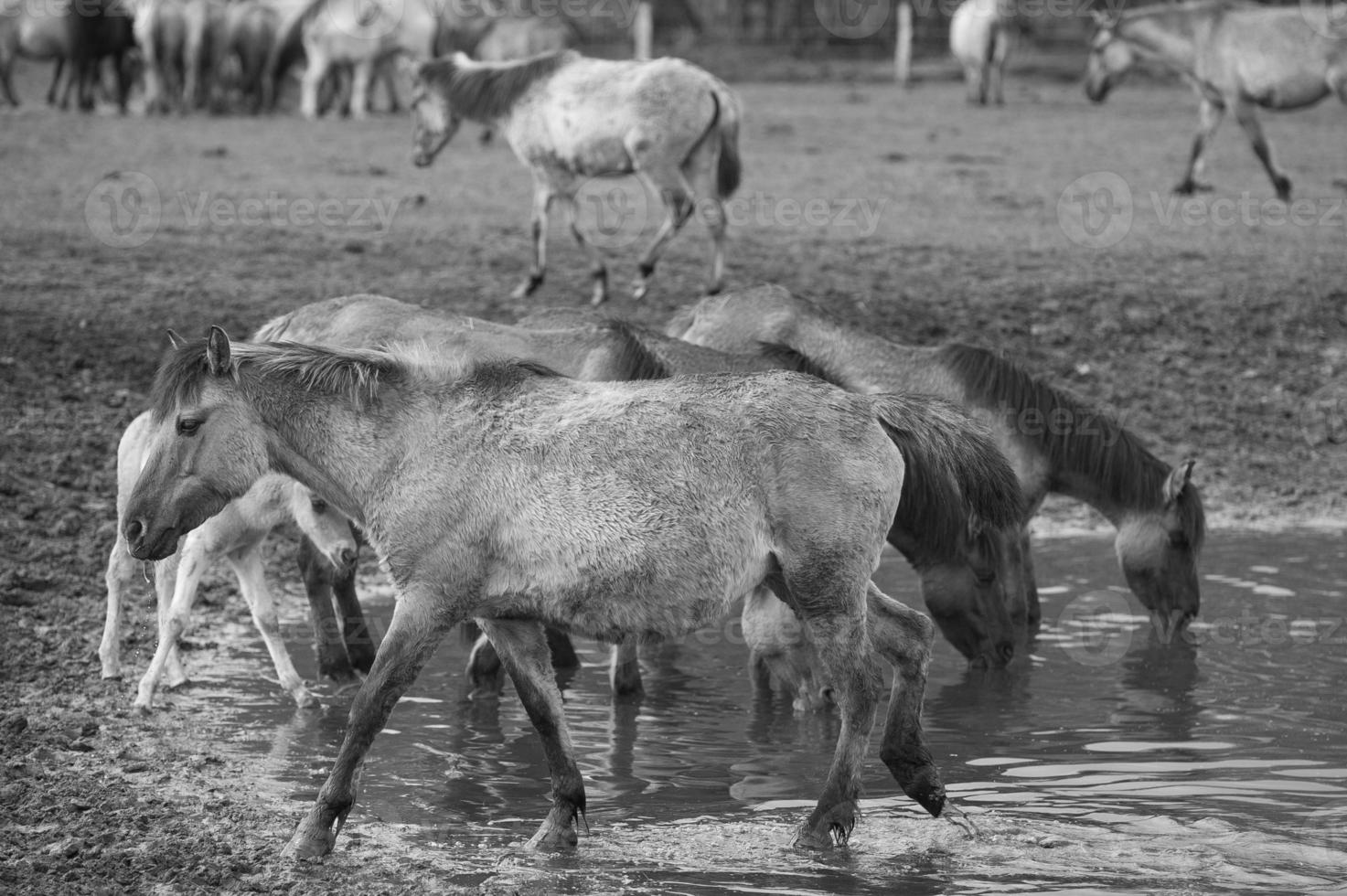 wild horses in germany photo