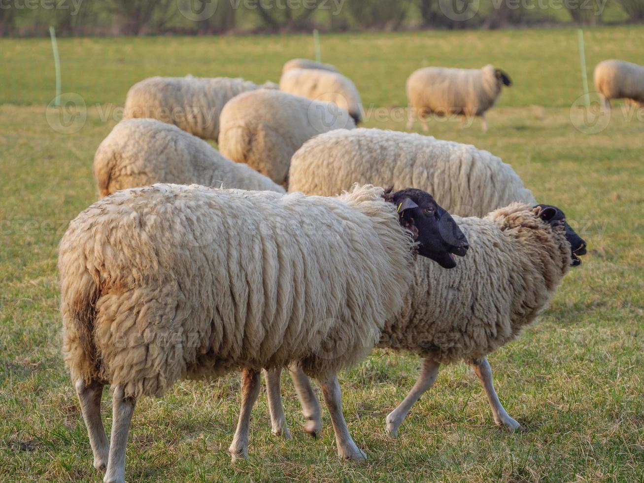 sheeps on a german meadow photo