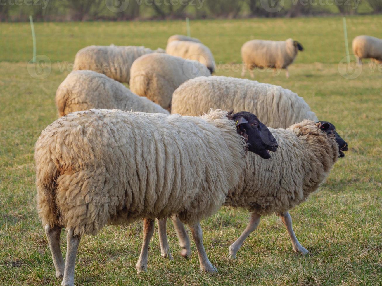 ovejas en un prado alemán foto