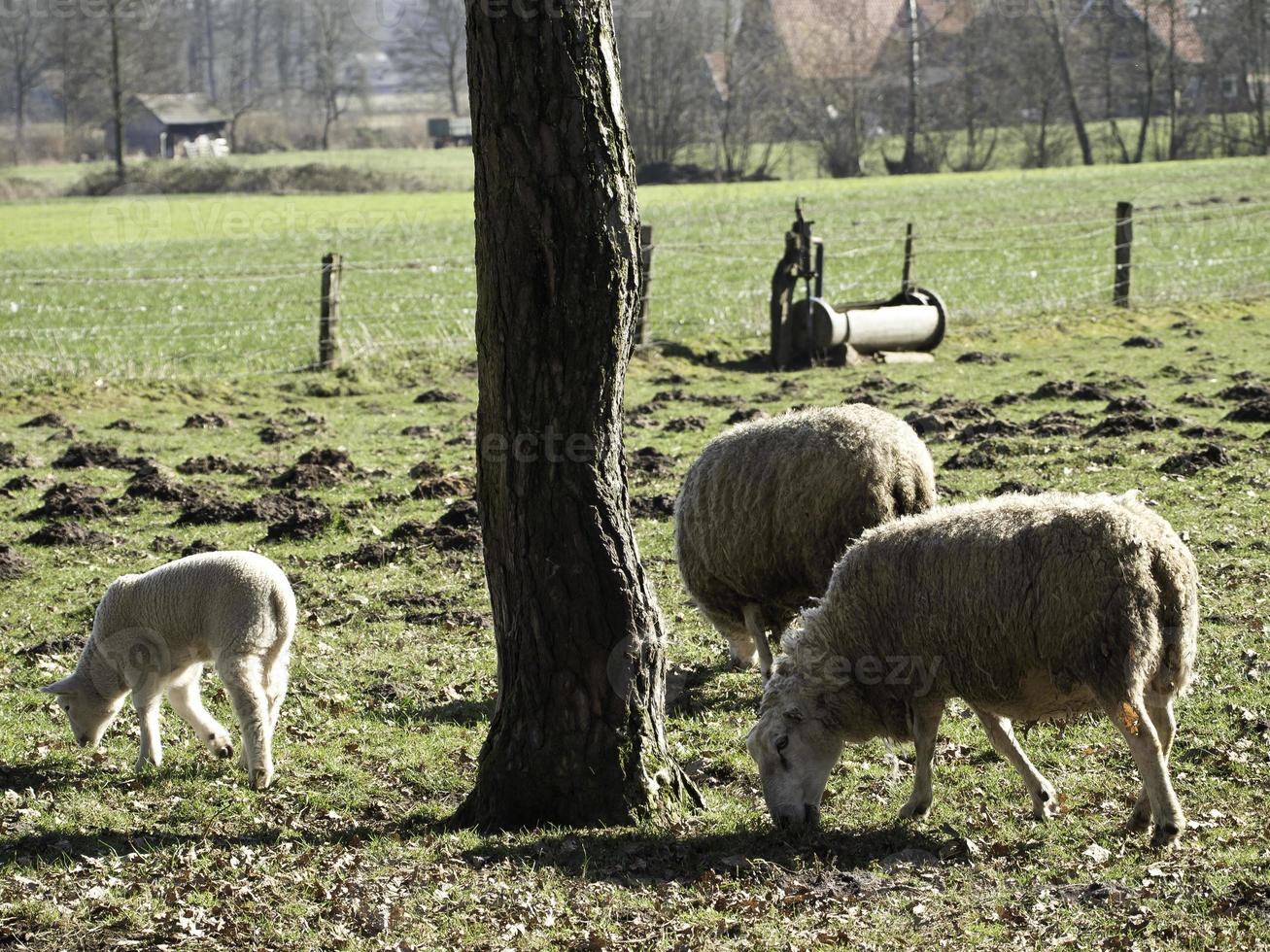 ovejas en un prado foto