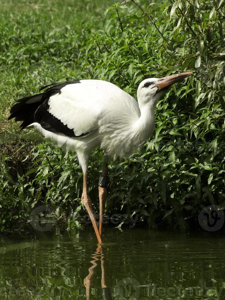 storks, in germany photo