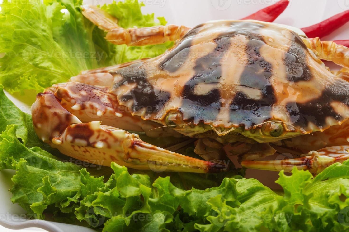 Red crab close up view photo