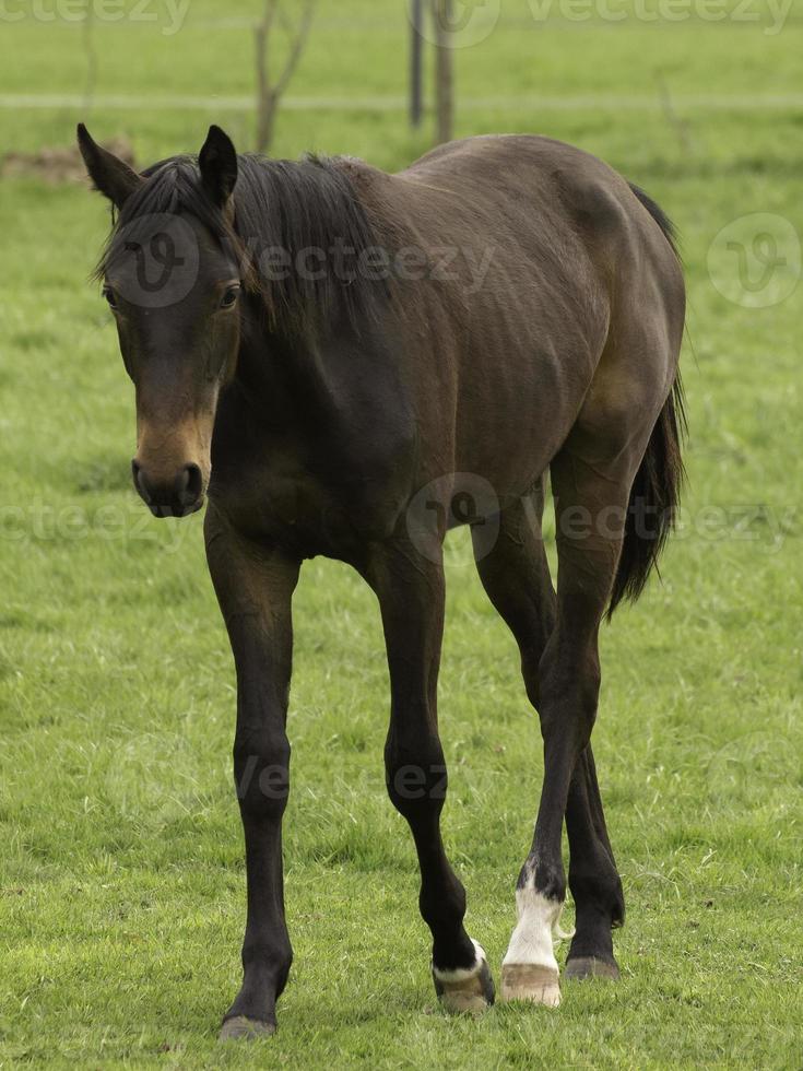 caballos en un prado alemán foto