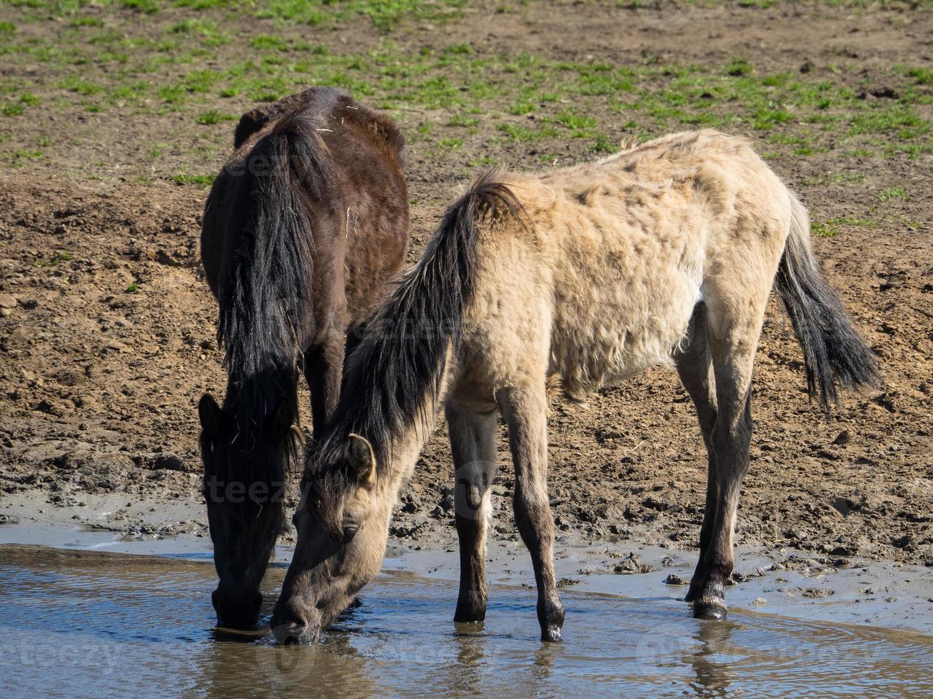 Wild horses in westphalia photo