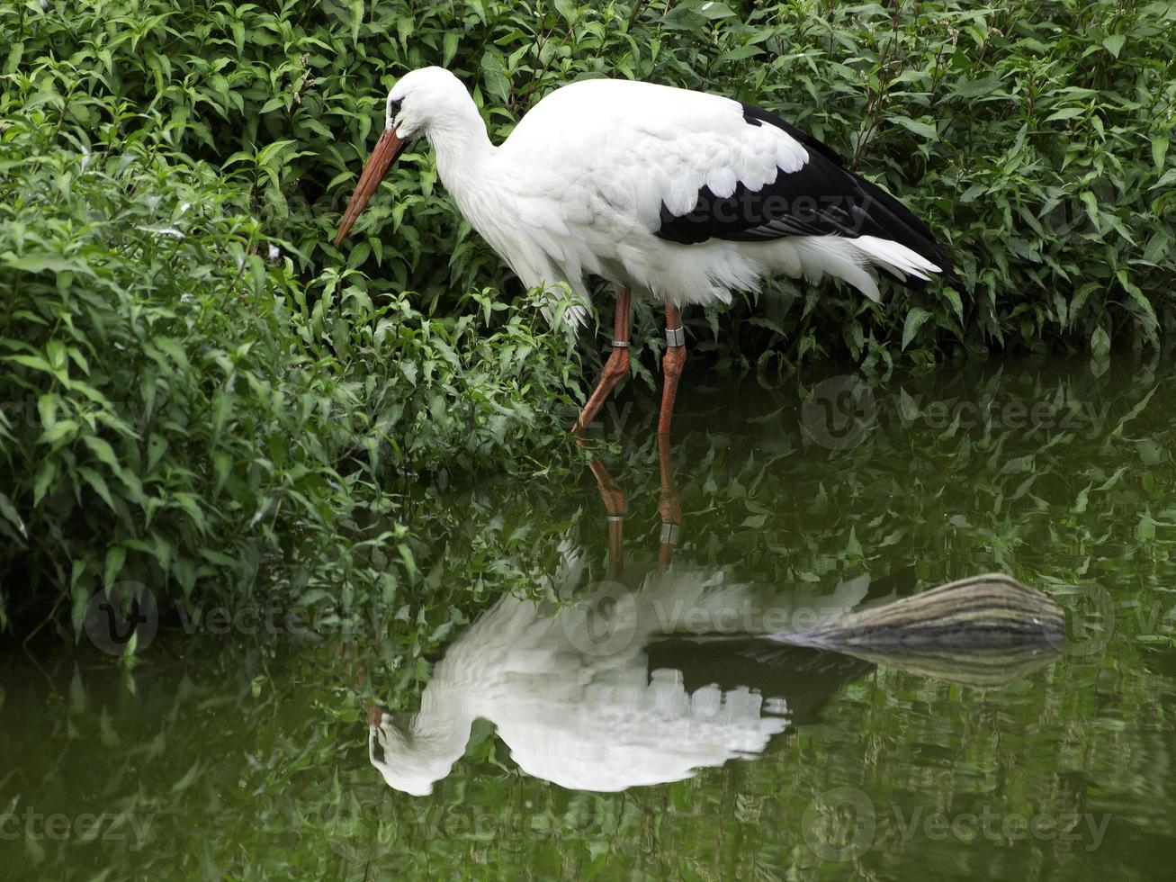 storks, in germany photo