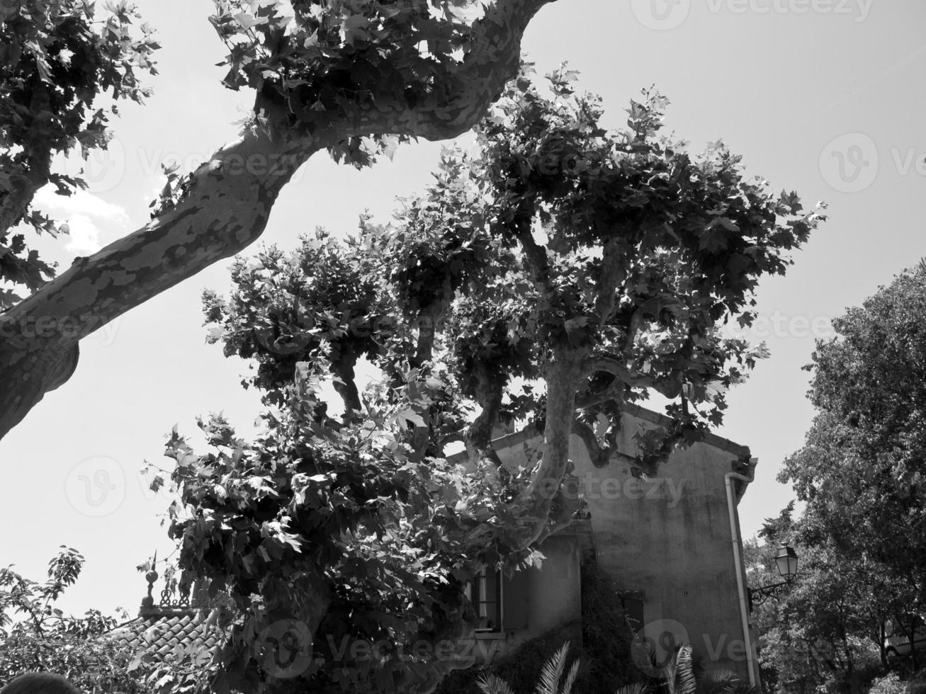 in the french provence photo