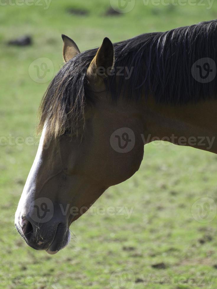 hermosos caballos en alemania foto
