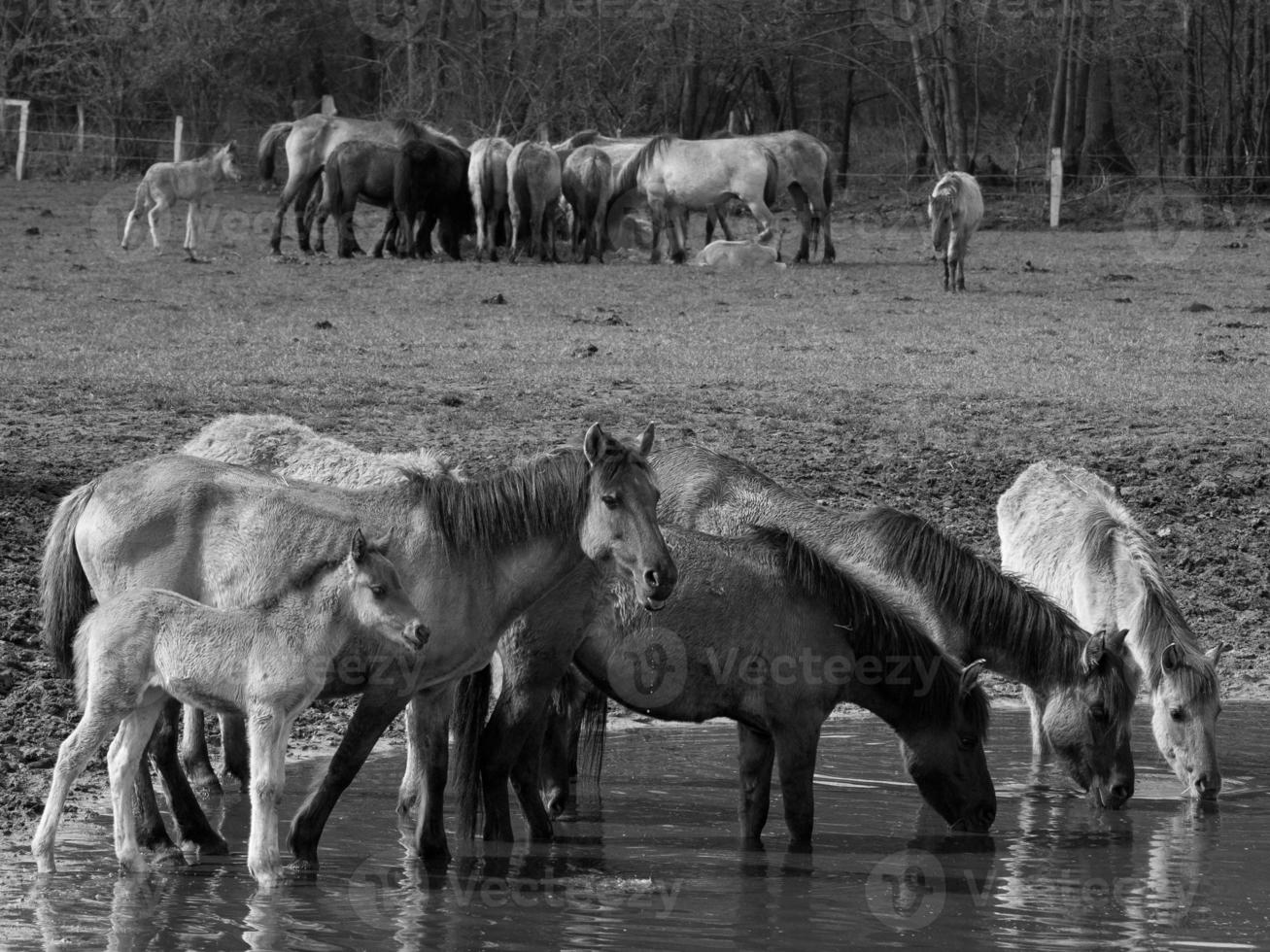 wild horses in westphalia photo