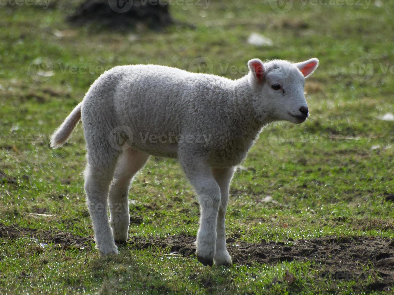 sheeps in the german muensterland photo