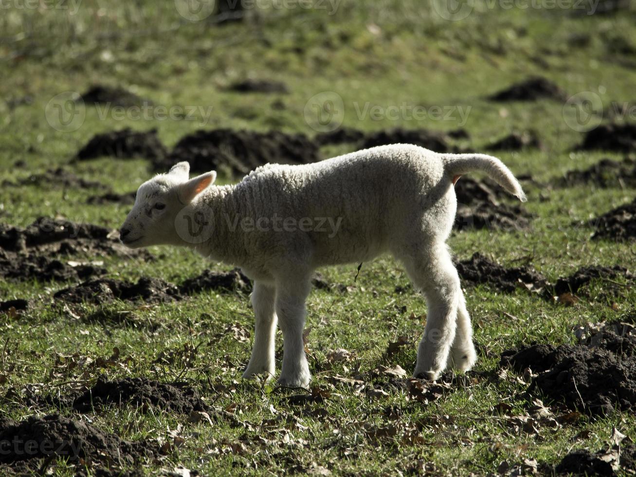 sheeps on a meadow in westphalia photo