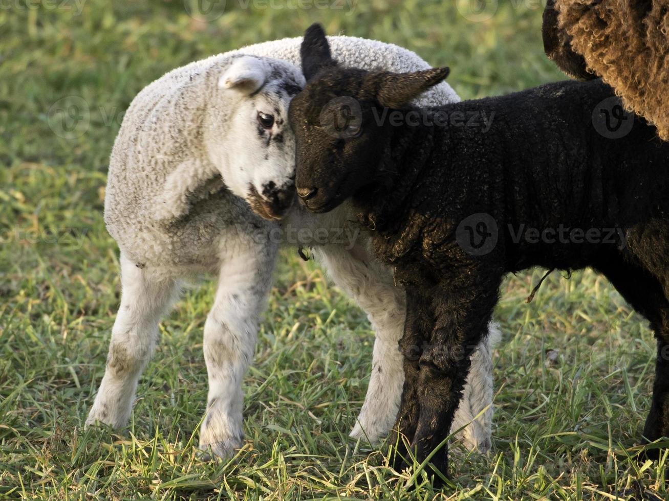 Sheeps in westphalia photo