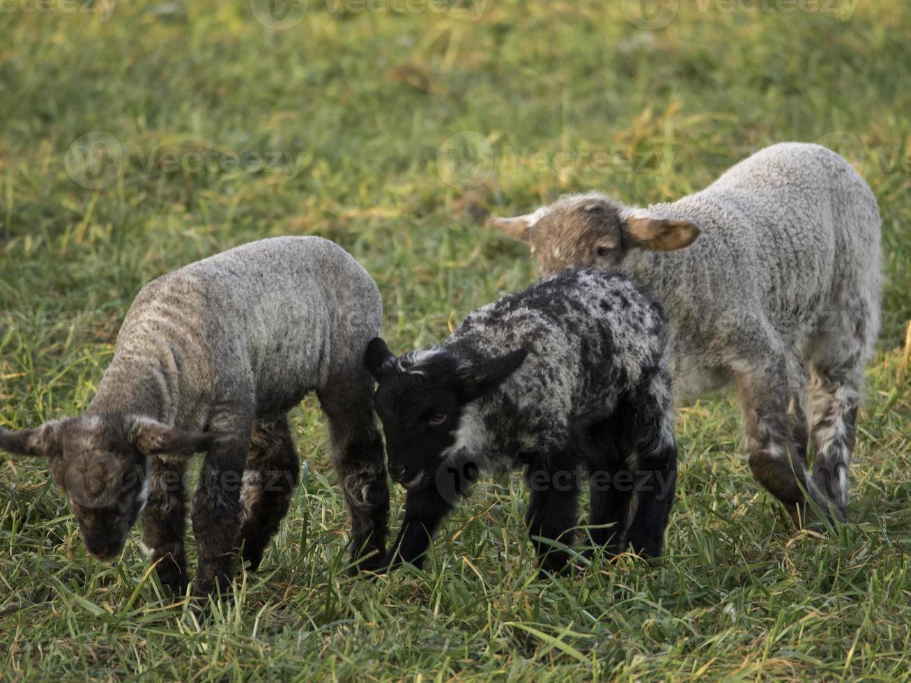 sheeps on a meadow in germany photo