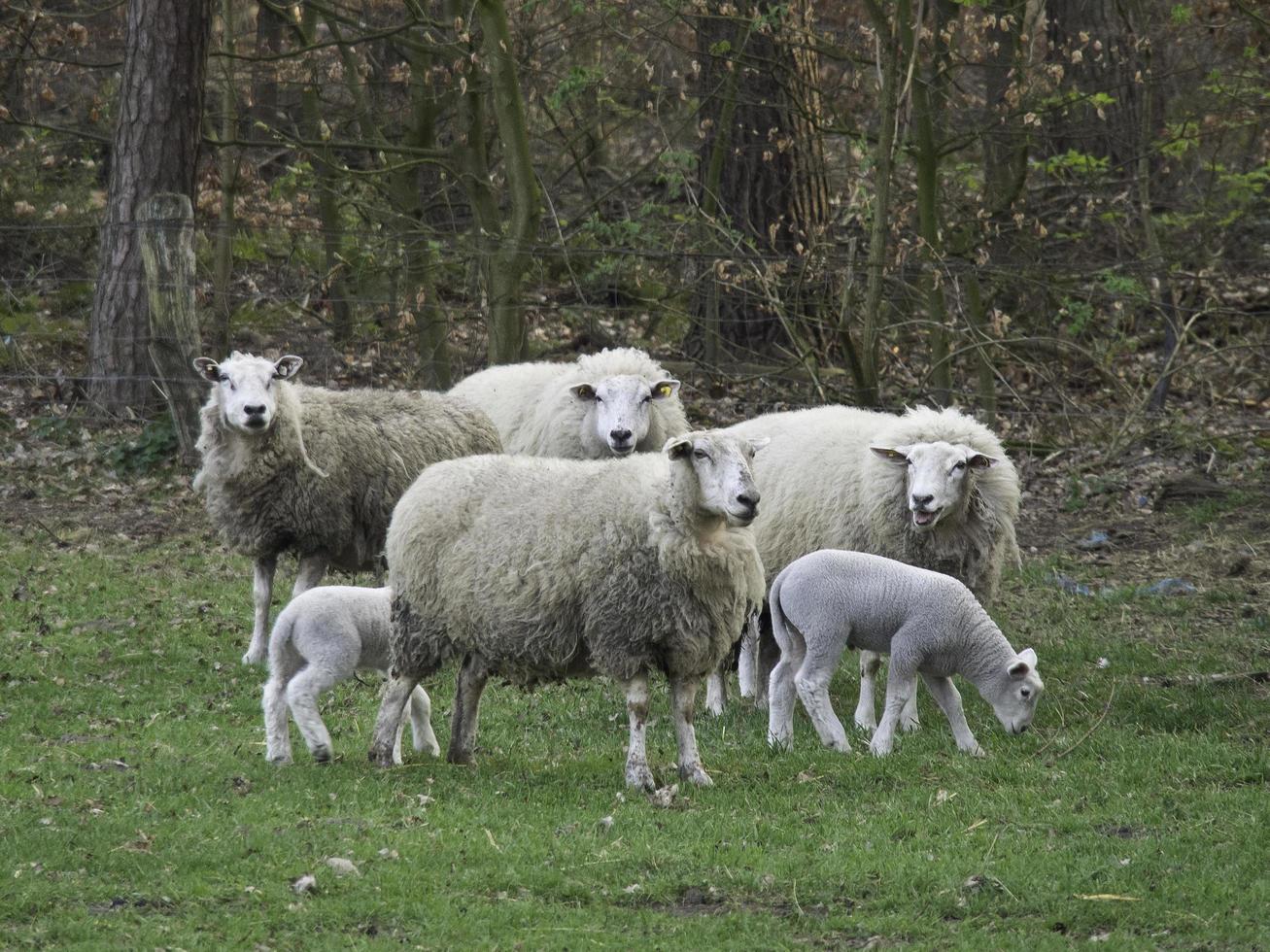 sheeps in the german muensterland photo