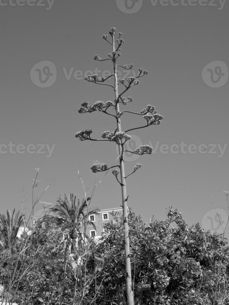 Ibiza island in the mediterranean sea photo