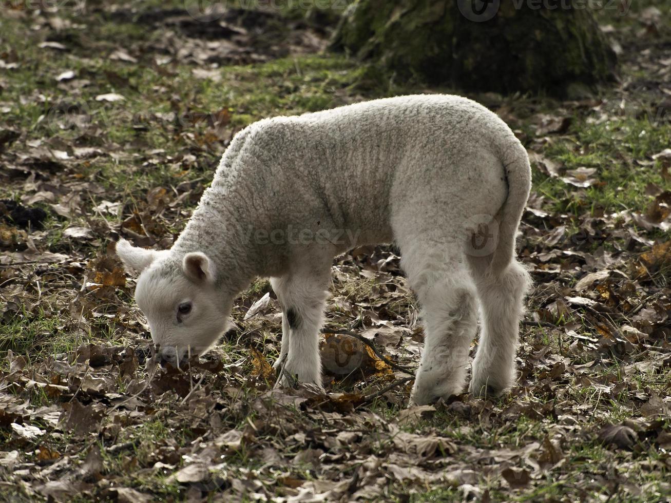 sheeps and lambs in westphalia photo