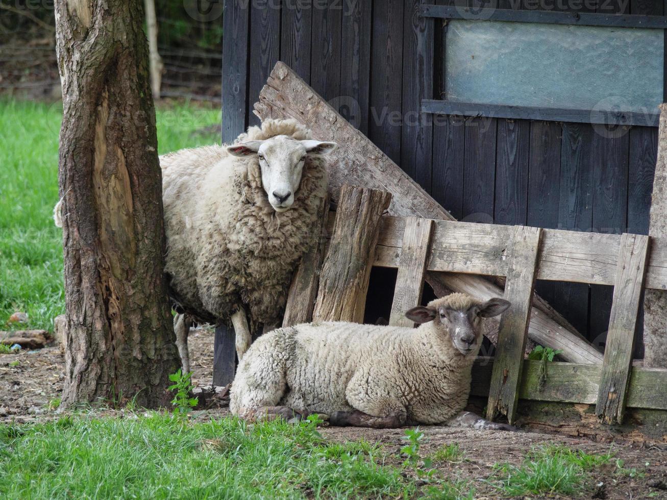shheps and lambs in germany photo