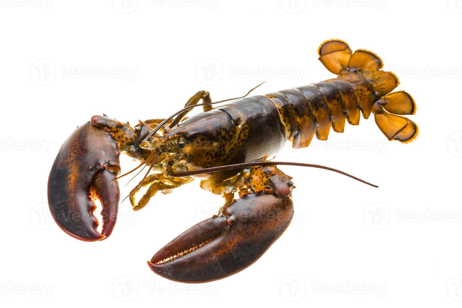 Raw lobster on white background photo