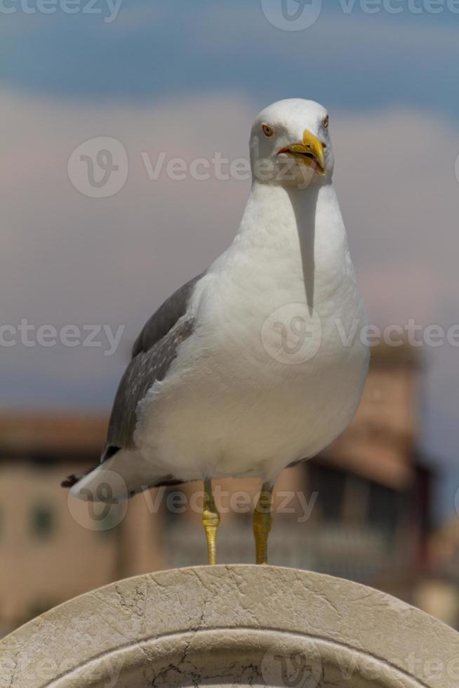 Sea Gull outside photo