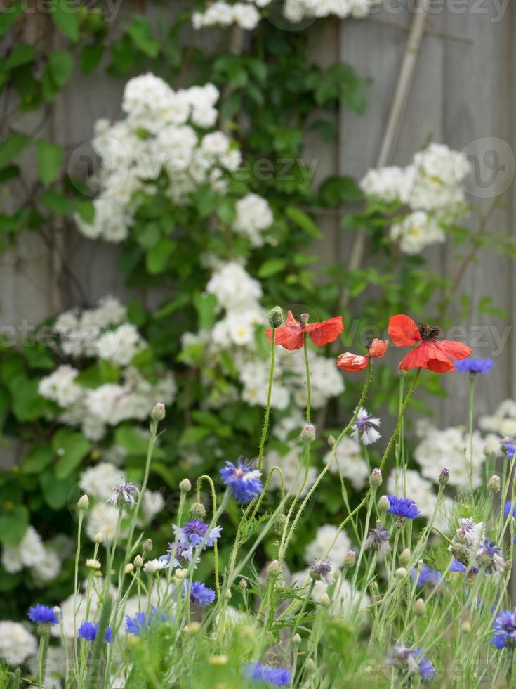 Summer garden in westphalia photo