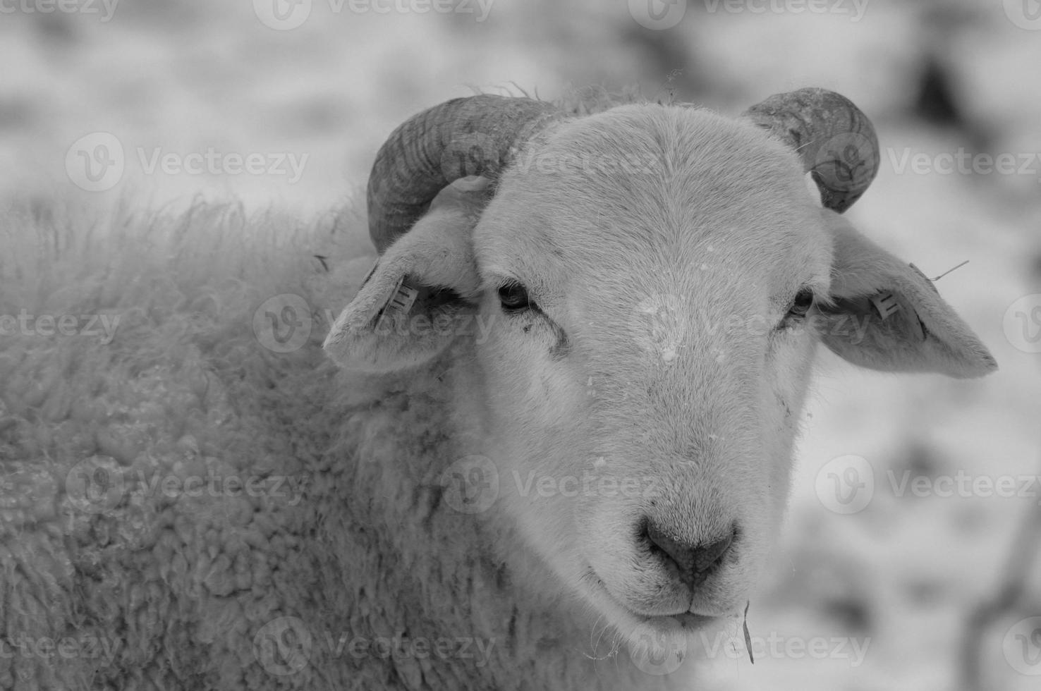 sheeps at winter time photo