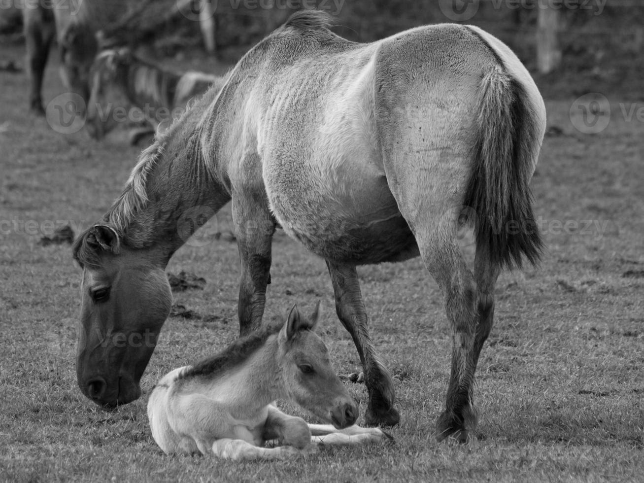 wild horses in germany photo