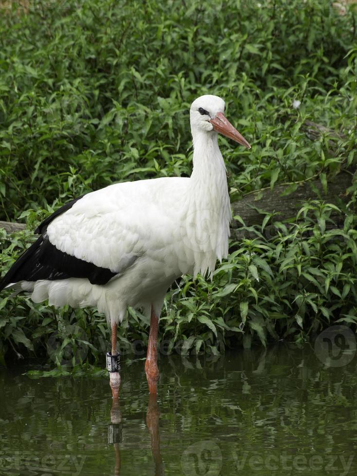 storks, in germany photo