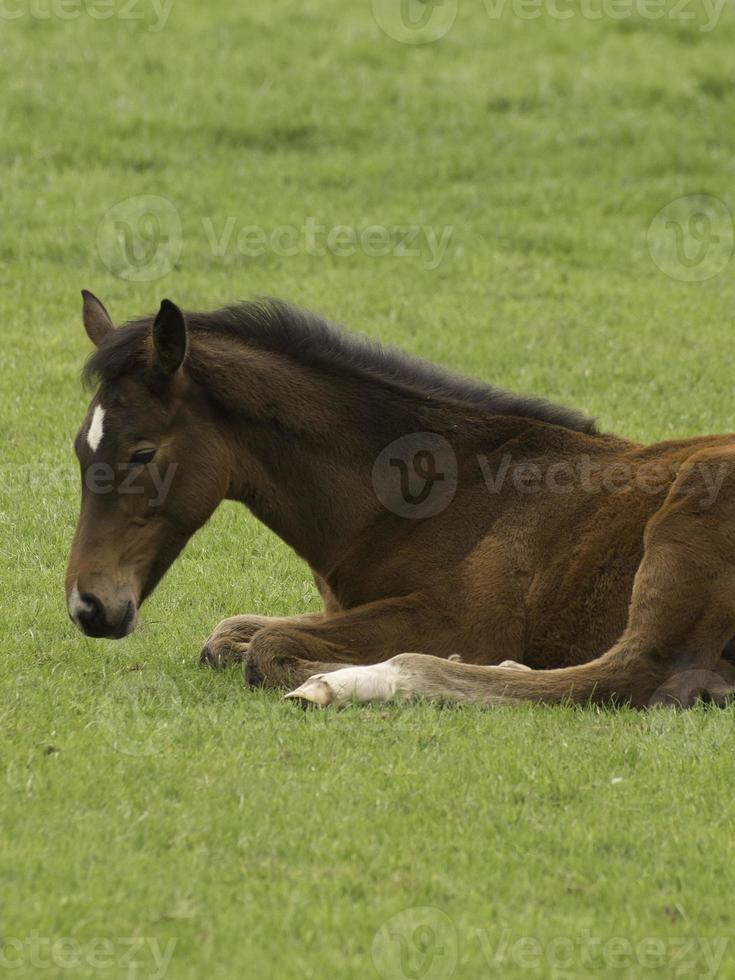 Horses in westphalia photo