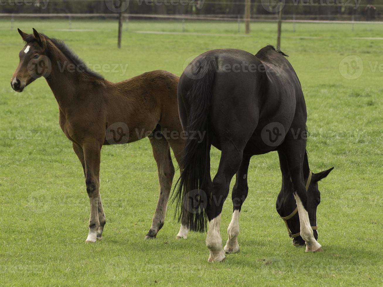 cute foals and horses photo