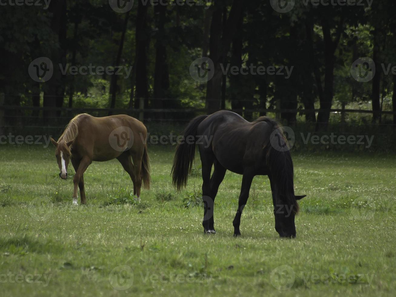 wild horses on a meadow in westphalia photo