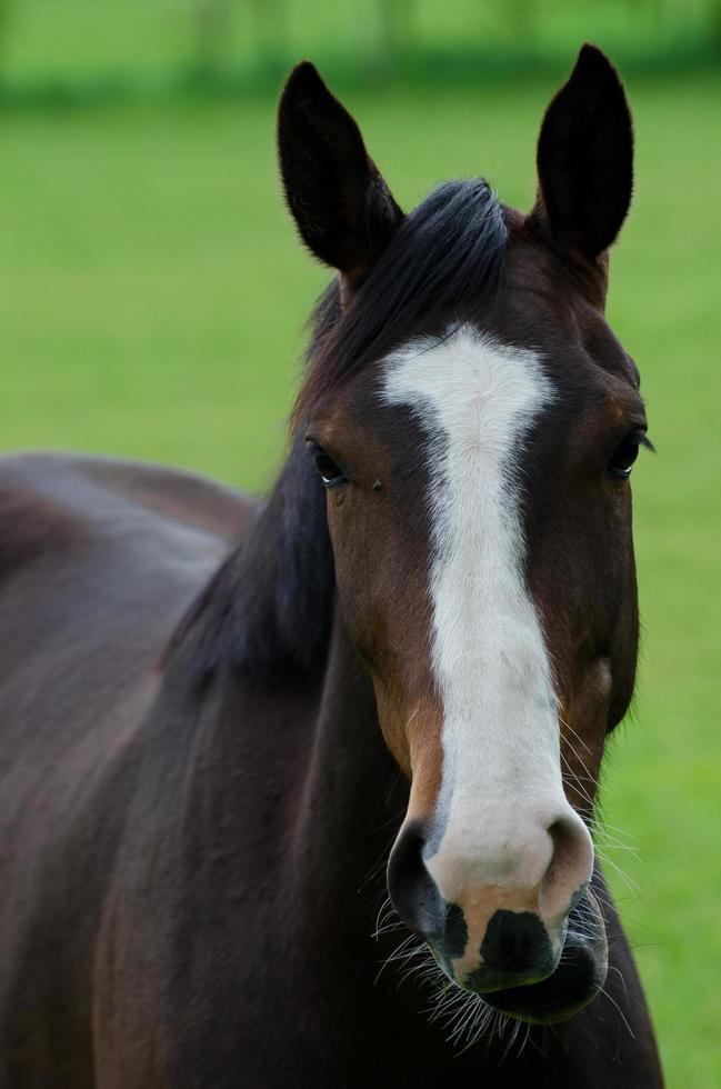 Horses and foals in germany photo