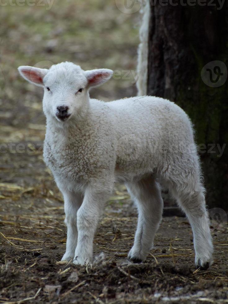sheeps in the german muensterland 10911000 Stock Photo at Vecteezy