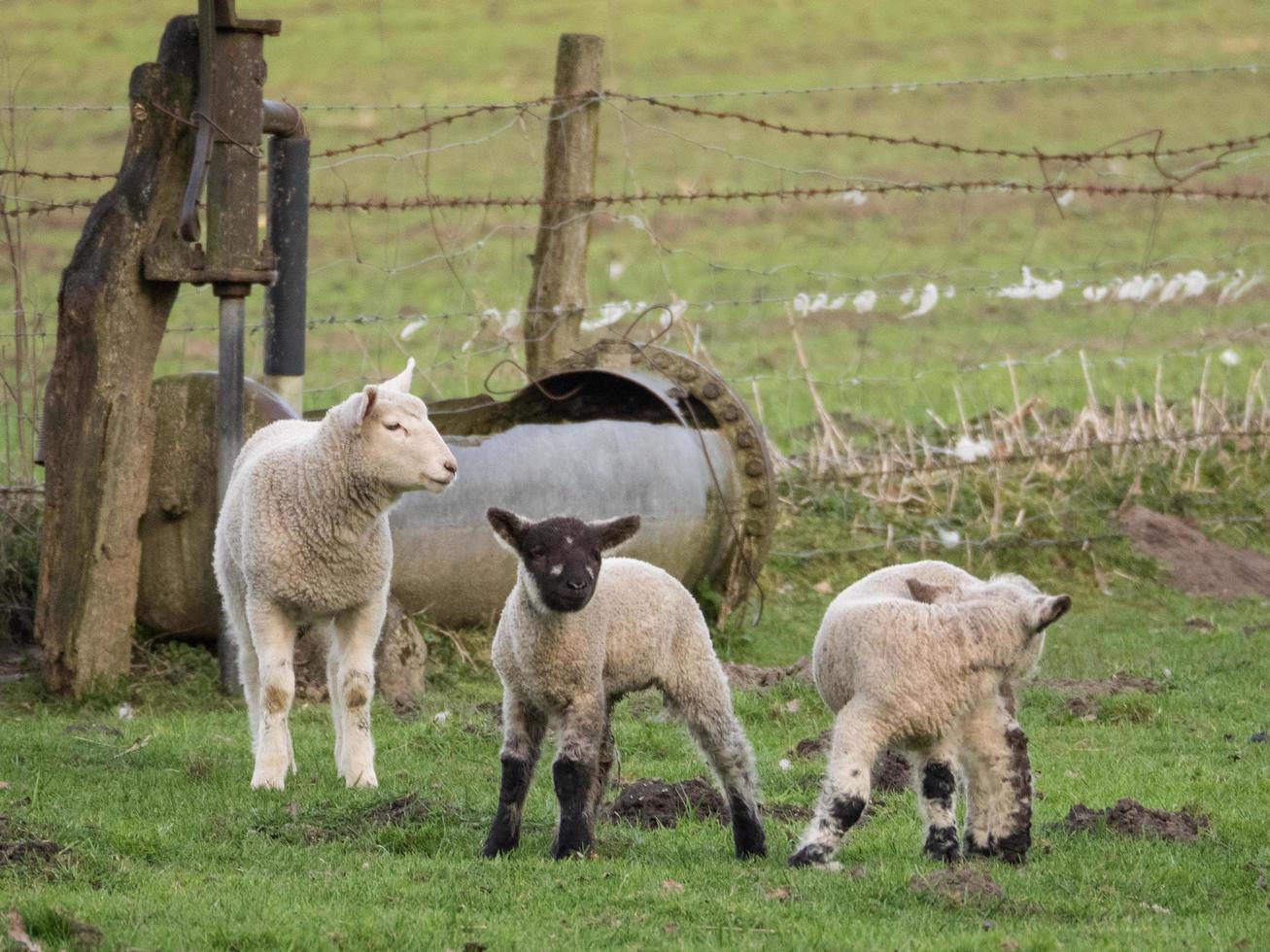 lambs on a meadow in germany photo